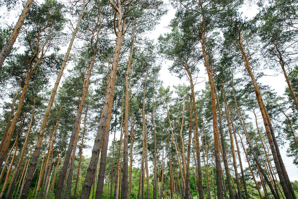 еловые леса, питомники, сосновый лес, сосновое дерево, сказочный лес, нетронутые еловые леса - Фото, изображение