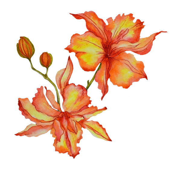 Aquarell mit schönen leuchtend orangen Blüten Lilie in Nahaufnahme, isoliert auf weißem Hintergrund. Kann als romantischer Hintergrund für Hochzeitseinladungen, Grußkarten, Drucke, Textildesign, Verpackungsdesign verwendet werden. - Foto, Bild