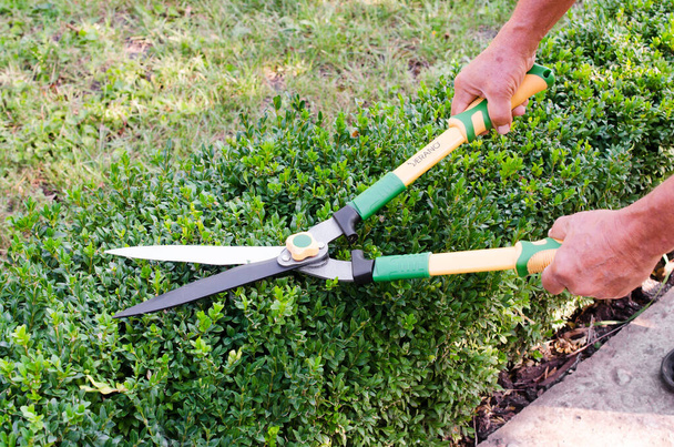 Hands of man cuts branches from boxwood bush with garden pruner. Buxus sempervirens. - Photo, Image