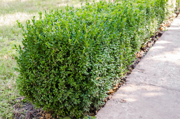 Arbustos de buxus verdes de crecimiento fresco. Buxus sempervirens. - Foto, Imagen