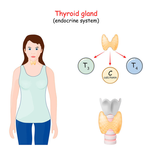 hormonas da glândula tiróide. Sistema endócrino humano. infográficos. Diagrama vetorial
 - Vetor, Imagem