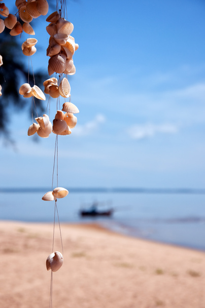 Conchas marinas por playa
 - Foto, imagen