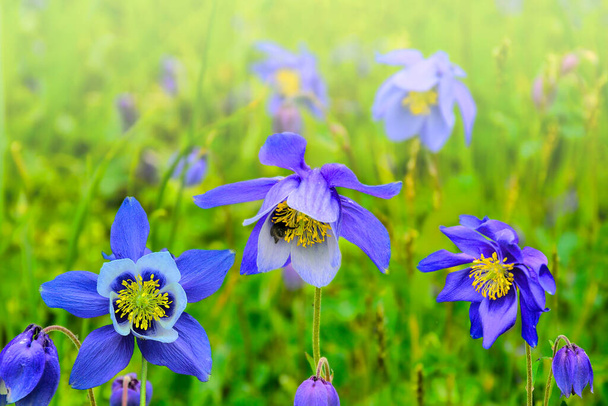 Hermosas flores silvestres azules Aquilegia glandulosa de cerca, creciendo en las sombras alpinas de las montañas de Altai, Rusia. Enfoque selectivo en las flores. Belleza de la naturaleza salvaje - Foto, imagen