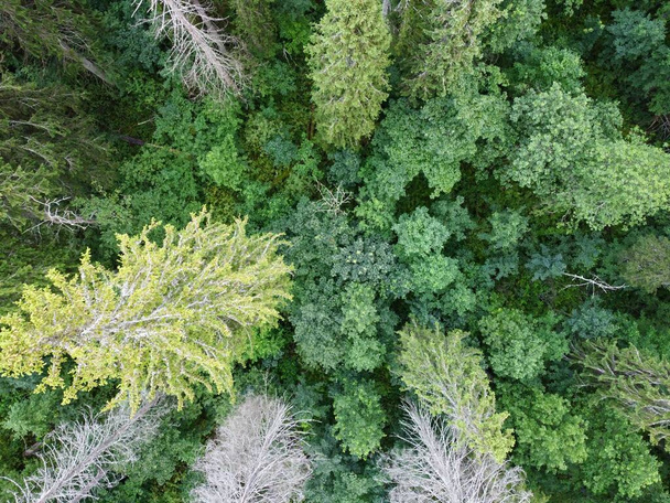 Zomer groen bos tijdens de dag luchtfoto - Foto, afbeelding