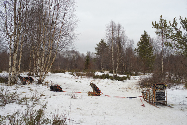 sledding with sled dog in lapland in winter time - Photo, Image