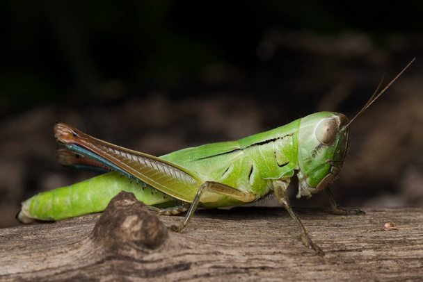 Photo showing lateral view of green grasshopper (Hieroglyphus banian) - Photo, Image