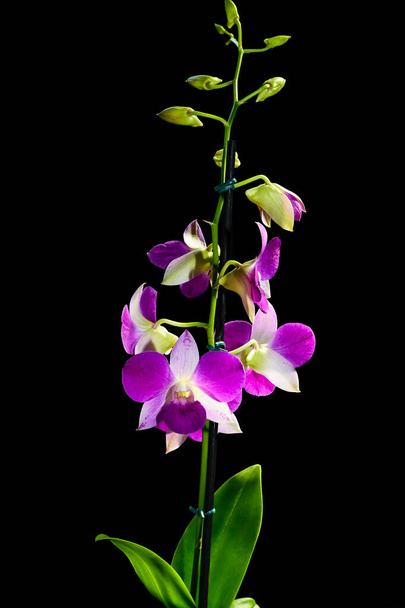 PURPLEENTPHAL ORCHID HAVING ITS PETAS LIGHTED BY SUNLIGHT PHOTOGRAPHED ON A BLACK GROUND
 - Фото, зображення