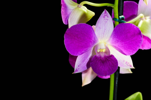 PURPLE DENPHAL ORCHID HAVING ITS PETAS LIGHTED BY SUNLIGHT PHOTOGRAPHED ON A BLACK BACKGROUND - Photo, Image