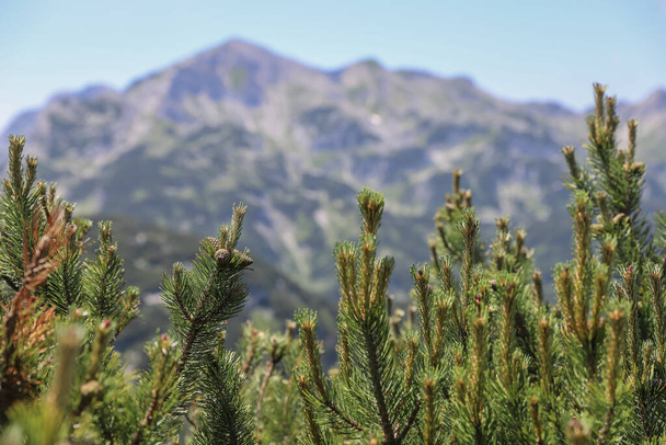 View to the mountain Vogel on the bokeh background and spruce branches in front, Slovenia in summer - Photo, Image