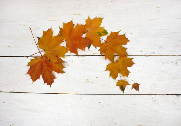 秋はまだ生きてる。白地に紅葉が見られます。秋のシーズンの背景、秋のはがき。バナーだ。コピースペース - 写真・画像