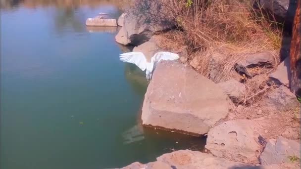 Een mooie, jonge zuiver witte zilverreiger Vogel die zich staande houdt, klimmend op een rots bij het meer. Videoclip. Majestueus. Het landschap. Reflectie op water. Land en water. Drooggras.  - Video