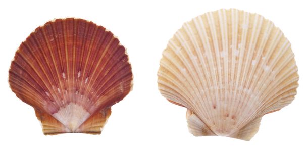 Sea Shell Isolated on White - Photo, Image
