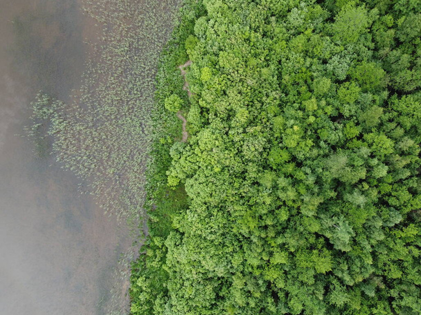 view of the green forest from above, aerial photography  - Foto, afbeelding