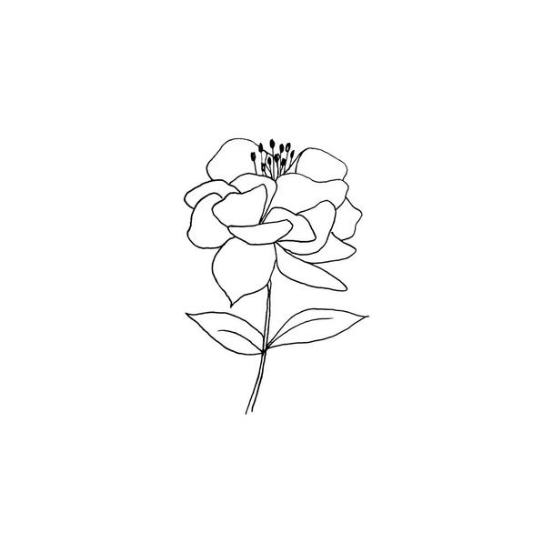 Simple and clean hand drawn floral. Sketch style botanical illustration. Great for invitation, greeting card, packages, wrapping, etc.  - Vetor, Imagem