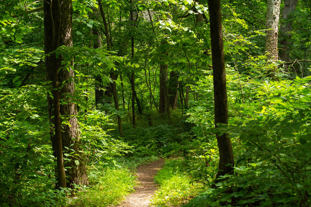 Caminhadas pela floresta. Mississippi Palisades State Park, Illinois, EUA
 - Foto, Imagem