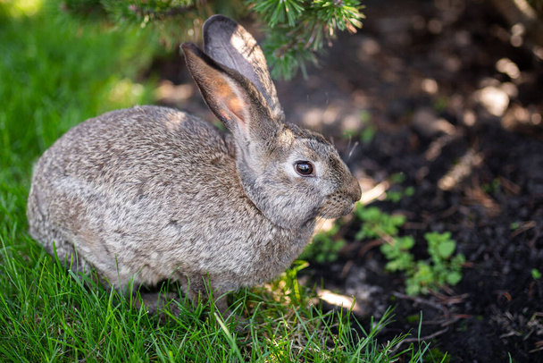Zbliżenie pięknego szarego królika jedzącego na zielonym trawniku. Zając siedzi na zielonej trawie latem w słoneczny dzień. Dieta wegańska i bezmięsna. Futro jest tylko dla zwierząt. Tylko sztuczne futro. - Zdjęcie, obraz