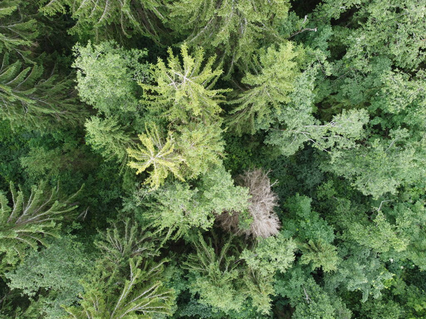 view of the green forest from above, aerial photography  - Foto, afbeelding