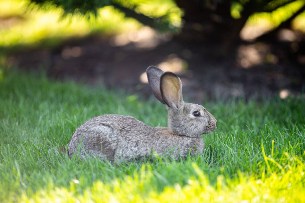 Primer plano de un hermoso conejo gris comiendo en un césped de hierba verde. La liebre se sienta sobre hierba verde en verano en un día soleado. Dieta vegana y sin carne. La piel es solo para animales. Solo abrigo de piel artificial. - Foto, Imagen
