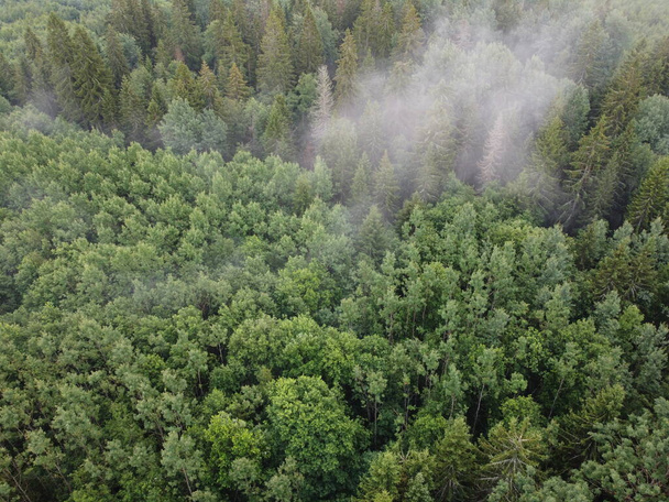 top view of a burning green forest, aerial photo - Foto, afbeelding