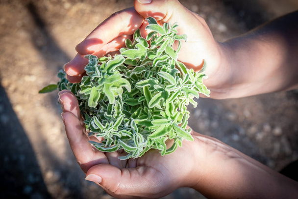 A woman holding a bouquet of raw sage in her hands. Wild Sage herb bunch. Aromatic sage plant on natural background in forest. Herbs concept. Hands hold a bunch of medicinal herbs. - Foto, afbeelding