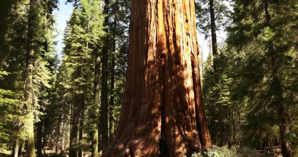 General Sherman Baum im Sequoia Nationalpark Kalifornien USA - Filmmaterial, Video