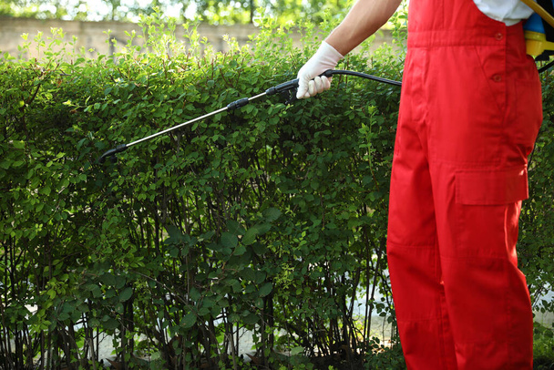 Worker spraying pesticide onto green bush outdoors, closeup. Pest control - Fotografie, Obrázek