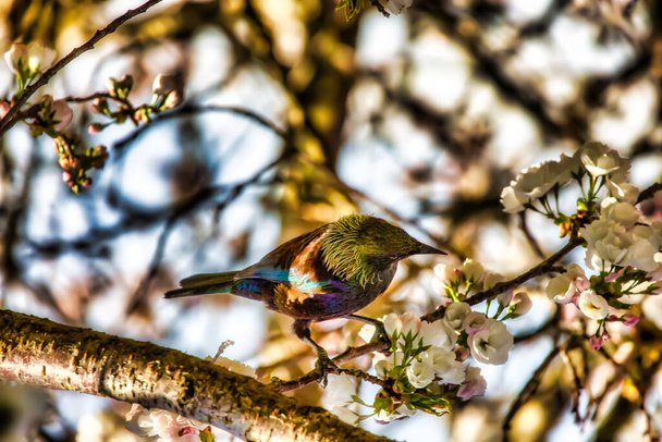 Όμορφο μικρό πολύχρωμο πουλί σκαρφαλωμένο από τα άνθη του δέντρου - Φωτογραφία, εικόνα