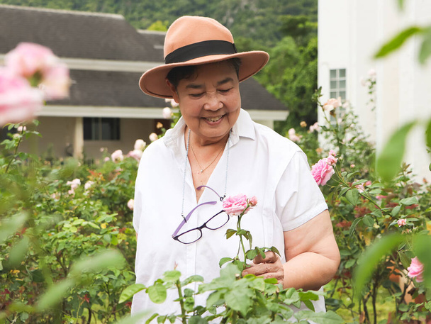Портрет счастливой и здоровой азиатской пожилой женщины в шляпе и белой футболке, гуляющей в розовом саду, улыбающейся и смотрящей на розовую розу. - Фото, изображение