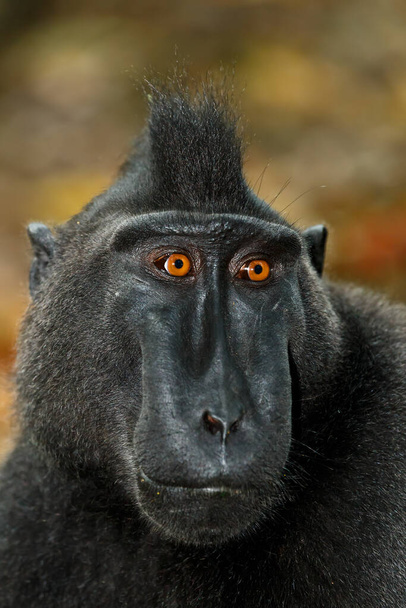 singe endémique Célèbes macaque à crête connu sous le nom de singe noir (Macaca nigra) dans la forêt tropicale, réserve naturelle de Tangkoko dans le nord de Sulawesi, Indonésie faune - Photo, image