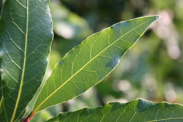 Fresh bay leaves on bush in summer under sunlight. Laurus nobilis  - Valokuva, kuva