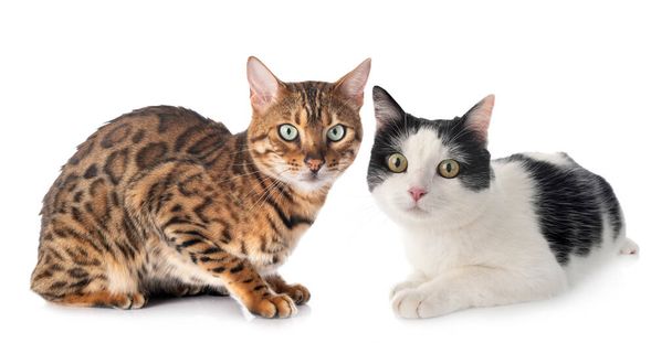 bengal cat in front of white background - Photo, Image