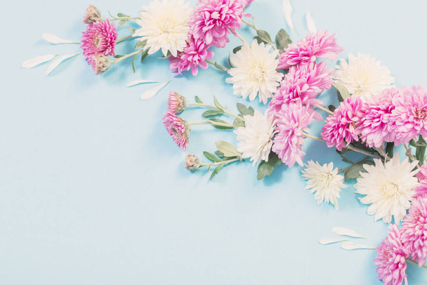 white and pink chrysanthemums on blue paper background - Valokuva, kuva