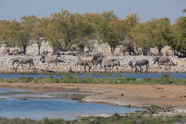 Zebrák a szavannában - Fotó, kép