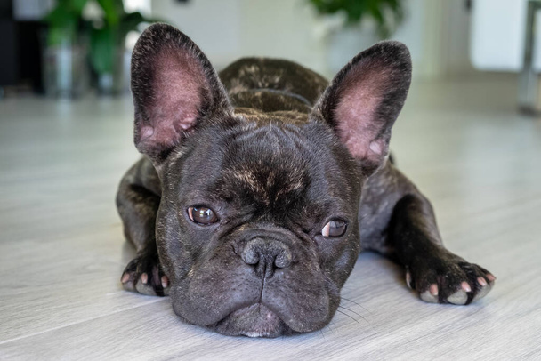 Ωραίο γαλλικό bulldog brigee ενώ ξεκουράζεται  - Φωτογραφία, εικόνα