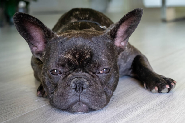 Nice French Bulldog brigee while resting  - Foto, afbeelding