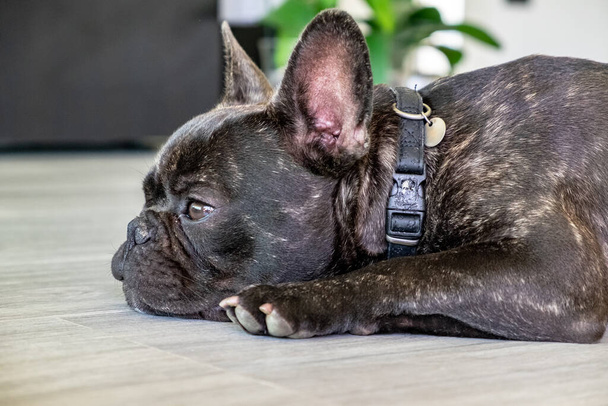 Nice French Bulldog brigee while resting  - Valokuva, kuva