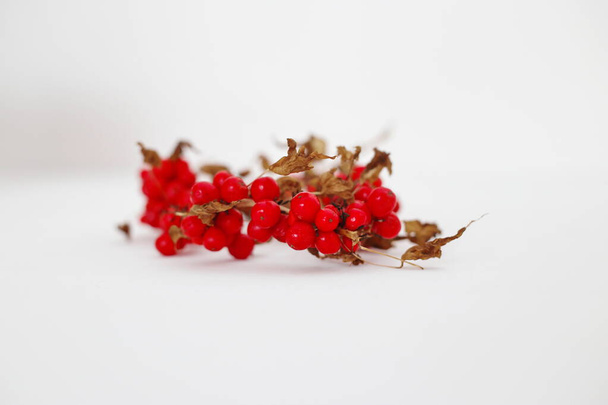 Redberry sobre un fondo blanco - Foto, imagen