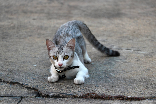 Szary i biały kot atakuje ofiarę na szarej betonowej podłodze.. - Zdjęcie, obraz