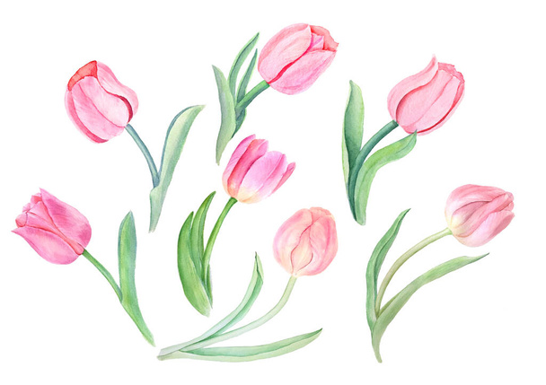 Tulips watercolor illustrations - Foto, imagen
