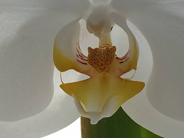 Zozuliantsev of Orchidaceae (Orchidaceae) - het thuisland van eenjarige terrestrische of epifytische eenjarige planten (in de tropen) - Foto, afbeelding