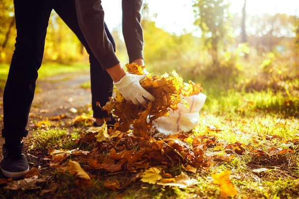 Male hand collects and piles fallen autumn leaves  into a big sack. Cleaning service concept. Raking leaves on the lawn. - Photo, image