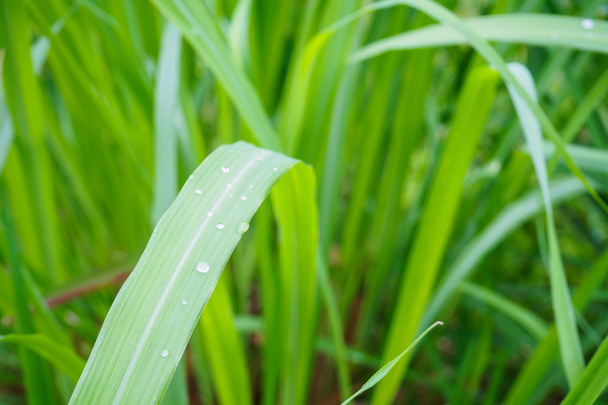 Gota de agua sobre hierba fresca de limón planta de hierbas fondo de hoja verde - Foto, imagen