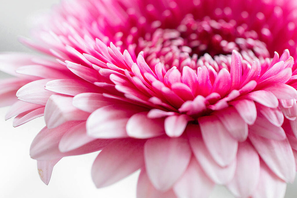 Pink gerbera flower close up. Front view.  - Fotoğraf, Görsel
