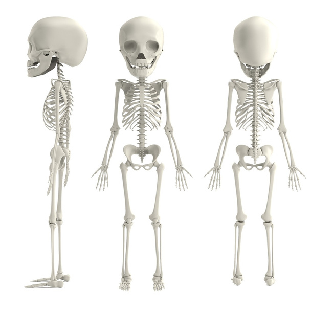 Реалістичний 3d візуалізація молодого скелета
 - Фото, зображення