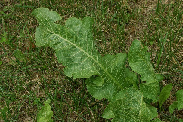 one large green leaf of horseradish plant in the grass in nature - Photo, Image