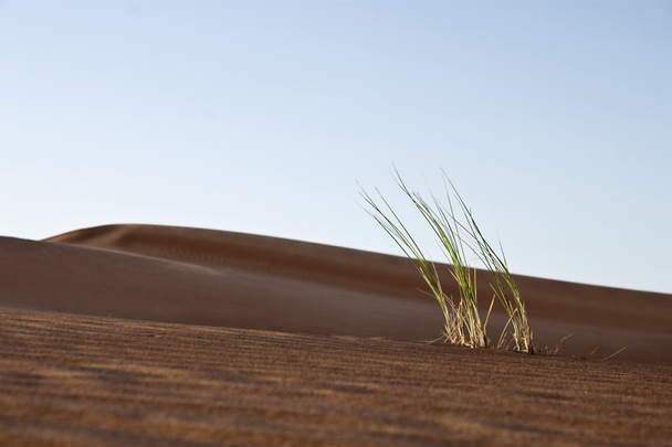 ドバイ砂漠の美しい sandunes、栽培される奇数の草 - 写真・画像
