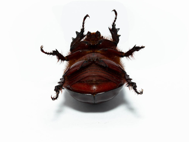 Oryctes nasicornis is een keversoort uit de familie waterroofkevers (Dynastinae).. - Foto, afbeelding
