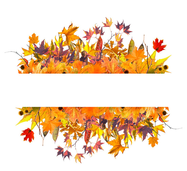 autumn leaves frame and branches isolated on white background - Foto, afbeelding
