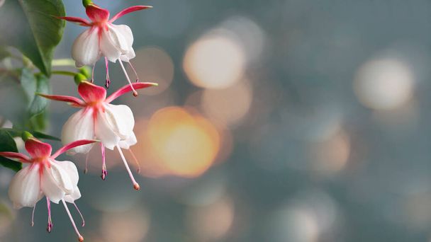Mooie bos van een bloeiende roze en witte fuchsia bloemen over natuurlijke grijze achtergrond. Bloemenachtergrond met kopieerruimte. Zachte focus. - Foto, afbeelding