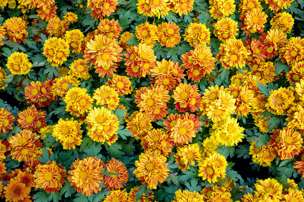 bellissimi fiori di crisantemo giallo in giardino - Foto, immagini
